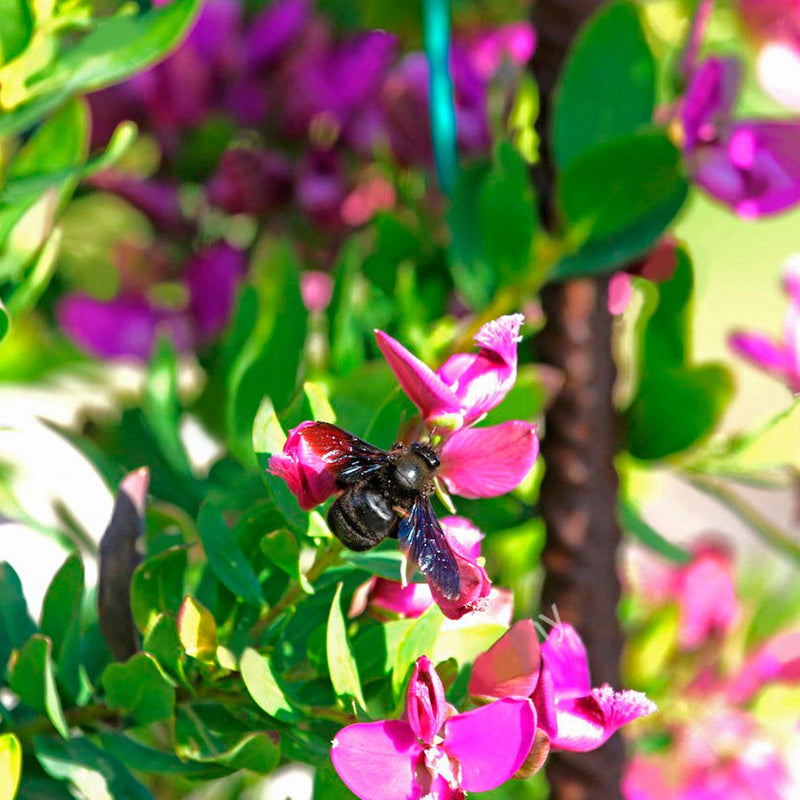 Planta Polygala vista cercana  de flores