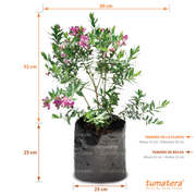 Planta Polygala vista frontal con medidas
