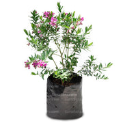 Planta Polygala vista frontal