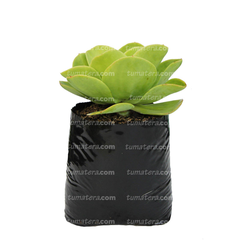 Suculenta Roseta Limon vista lateral en bolsa negra