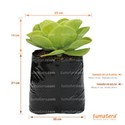 Suculenta Roseta Limon vista lateral con medidas