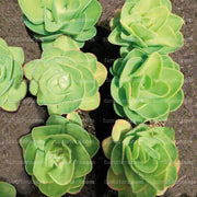Suculenta Roseta Limon vista superior en huerta