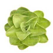 Suculenta Roseta Limon vista superior