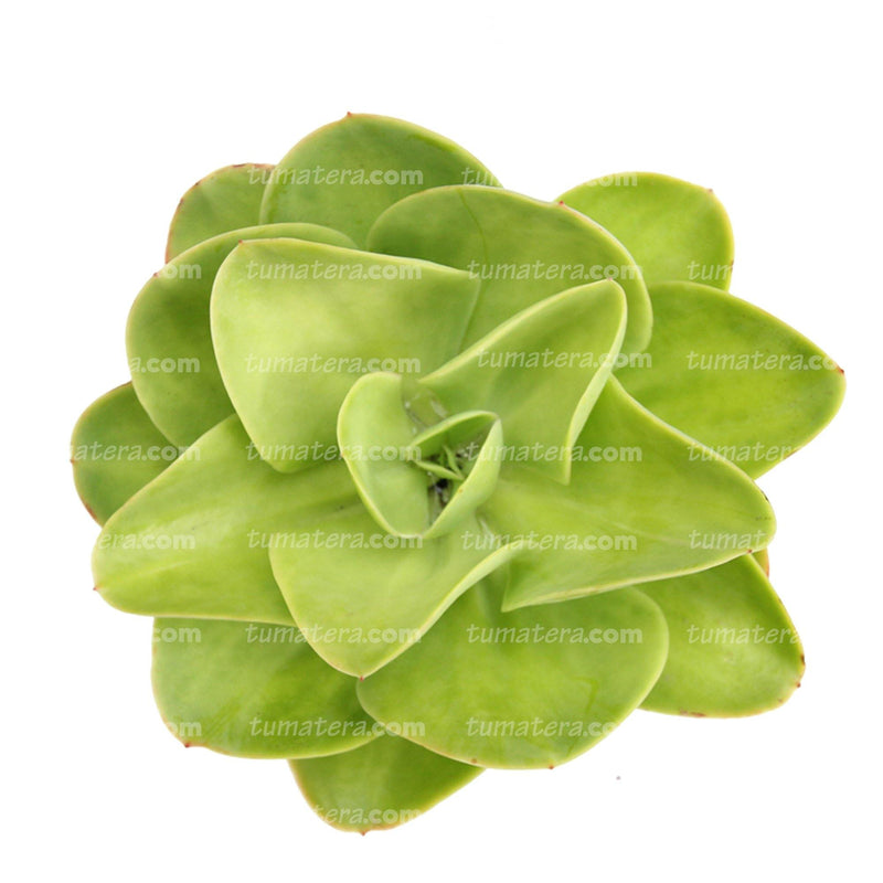 Suculenta Roseta Limon vista superior