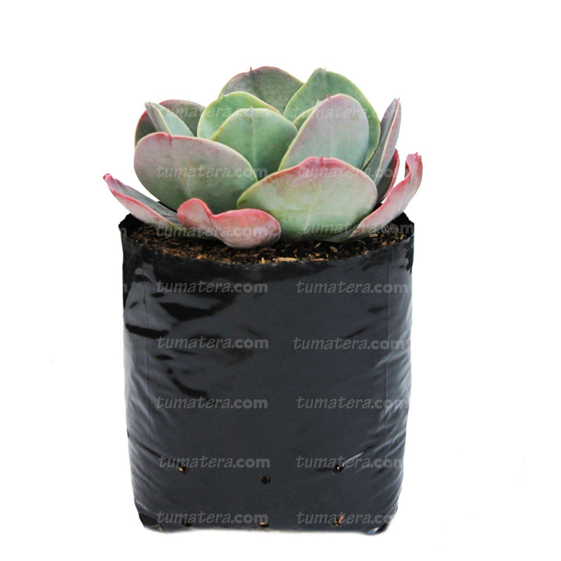 SUCULENTA ROSETA ROSADA B20 - Tumatera.co