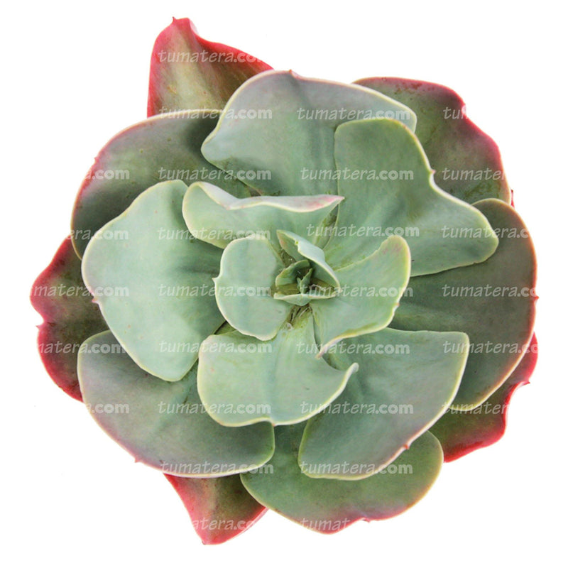 SUCULENTA ROSETA ROSADA B20 - Tumatera.co