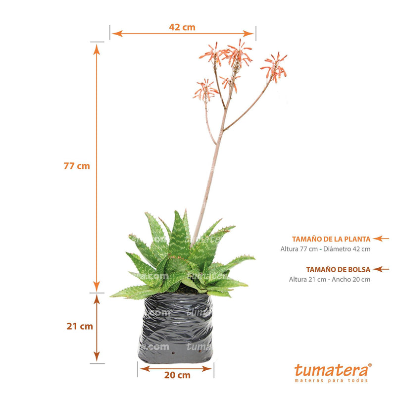 vista frontal principal en bolsa con acercamiento fondo blanco y especificaciones medidas de la planta: 42 cm diámetro x 77 cm de Alto, medidas de la bolsa: 20 cm de Ancho x 21 cm de Alto