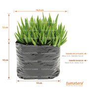 vista frontal principal con acercamiento fondo blanco y especificaciones medidas de la planta: 16, 5 cm de Diámetro x 12 cm de Alto, medidas de la bolsa: 14 cm Ancho x 10 cm de Alto