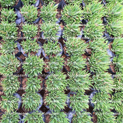 imágen de plantas suculentas vista frontal superior