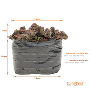 Suculenta Sedum Estrellita medidas