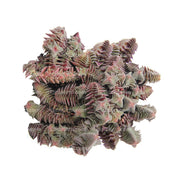 Suculenta Sedum Estrellita vista superior