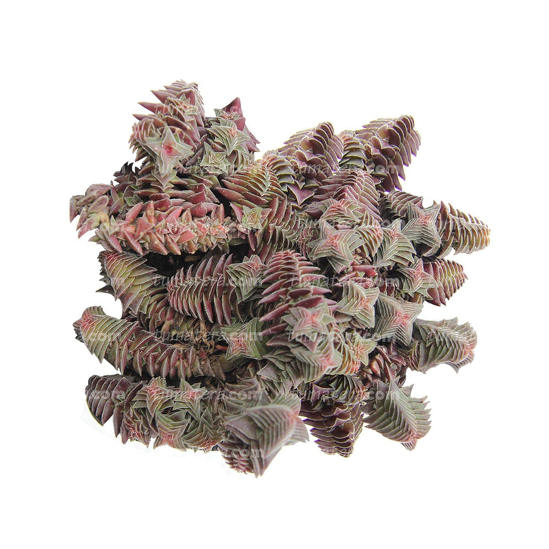 Suculenta Sedum Estrellita vista superior