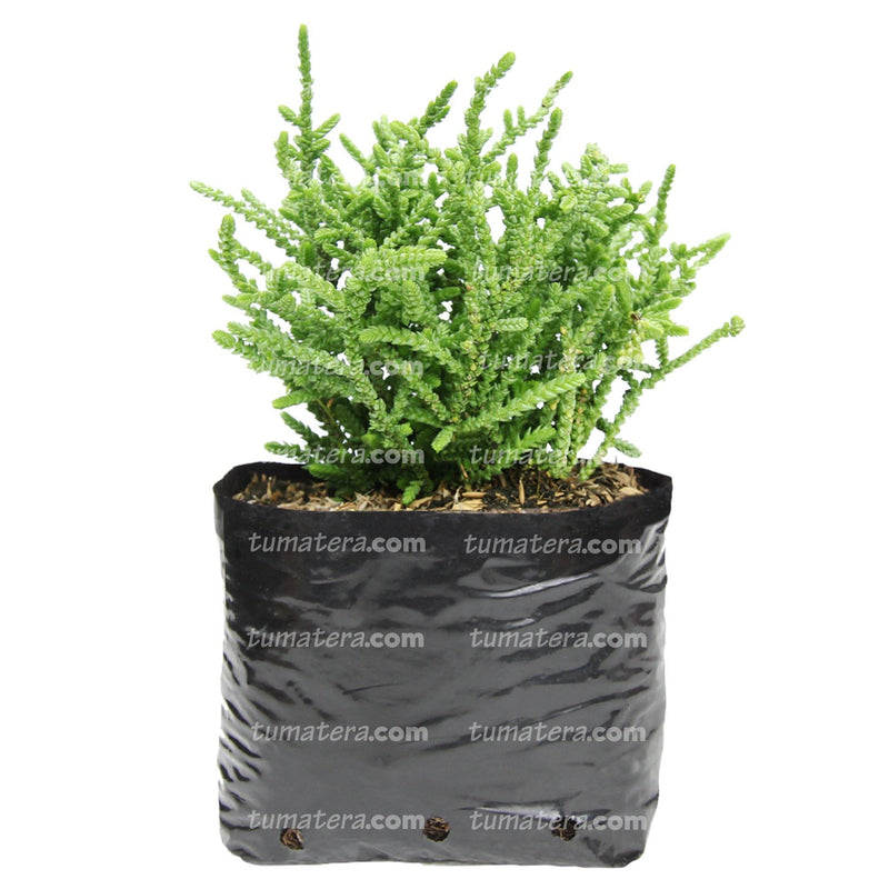 Suculenta Sedum Pinito vista lateral  con bolsa negra como matera