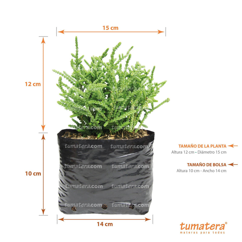 Suculenta Sedum Pinito vista con medidas exactas