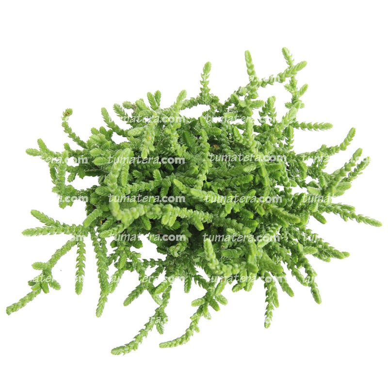 Suculenta Sedum Pinito vista superior