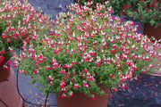 Planta Salvia Colibrí en uso