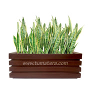 COMBO JARDINERA 100 X 45 CM CON SANSEVIERA - Tumatera.co