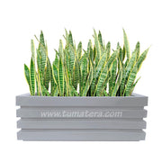 COMBO JARDINERA 100 X 45 CM CON SANSEVIERA - Tumatera.co