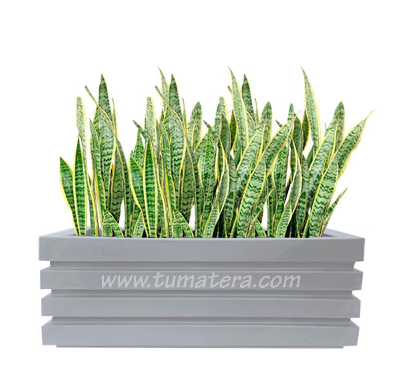 COMBO JARDINERA 100 X 45 CM CON SANSEVIERA - Tumatera.co
