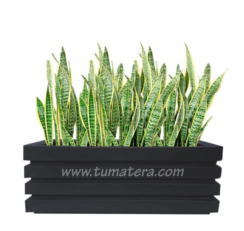 COMBO JARDINERA 100 X 45 CM CON SANSEVIERA - Tumatera.co