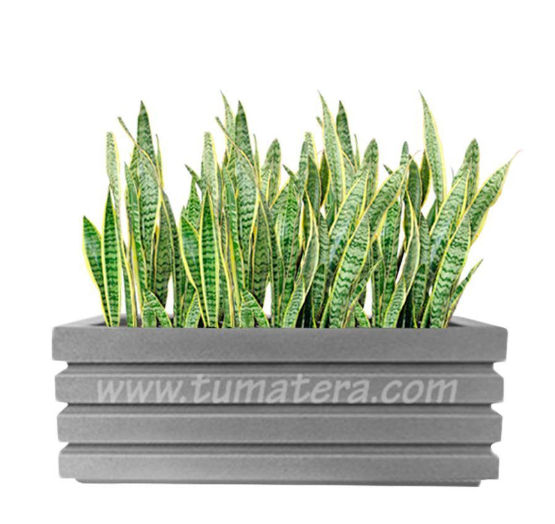 COMBO JARDINERA 100 X 45 CM CON SANSEVIERA - Tumatera.co