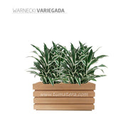 COMBO JARDINERA 70 CM CON WARNECKI - Tumatera.co