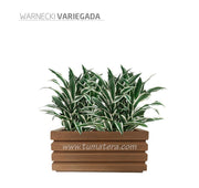 COMBO JARDINERA 70 CM CON WARNECKI - Tumatera.co