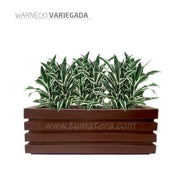 COMBO JARDINERA 100 X 45 CM CON WARNECKI - Tumatera.co