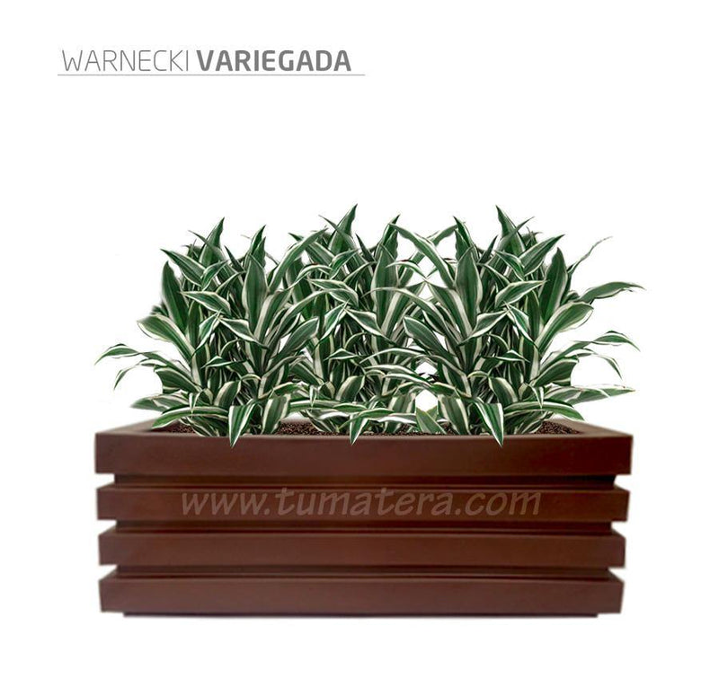 COMBO JARDINERA 100 X 45 CM CON WARNECKI - Tumatera.co