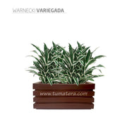 COMBO JARDINERA 70 CM CON WARNECKI - Tumatera.co