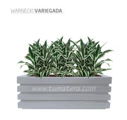 COMBO JARDINERA 100 X 45 CM CON WARNECKI - Tumatera.co