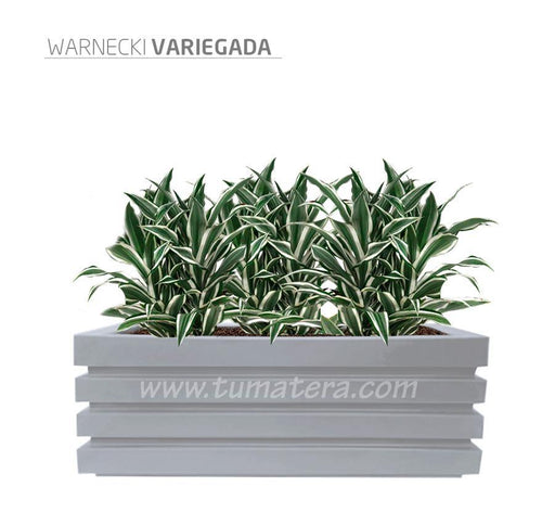 COMBO JARDINERA 100 X 45 CM CON WARNECKI - Tumatera.co