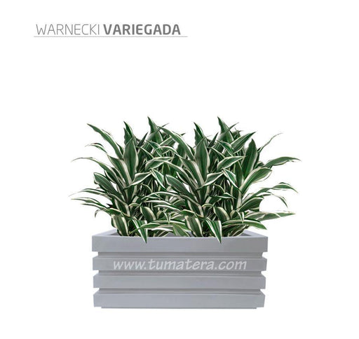COMBO JARDINERA 70 CM CON WARNECKI - Tumatera.co
