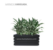 COMBO JARDINERA 70 CM CON WARNECKI - Tumatera.co