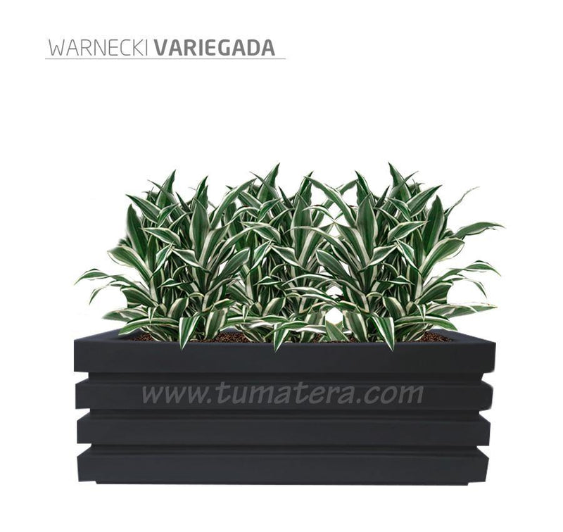 COMBO JARDINERA 100 X 45 CM CON WARNECKI - Tumatera.co