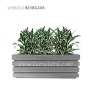 COMBO JARDINERA 100 X 45 CM CON WARNECKI - Tumatera.co