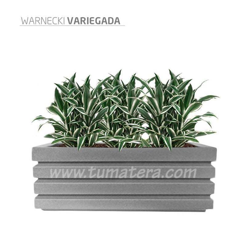 COMBO JARDINERA 100 X 45 CM CON WARNECKI - Tumatera.co