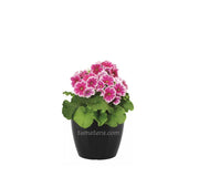 COMBO SAN REMO 16 CM CON PRIMAVERAS - Tumatera.co