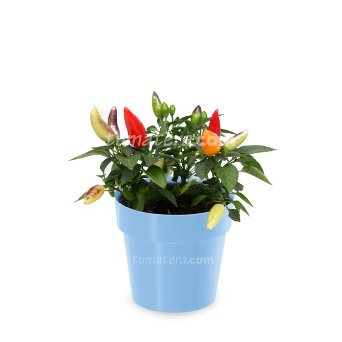 COMBO MATERA IML 12 CM CON AJI - Tumatera.co