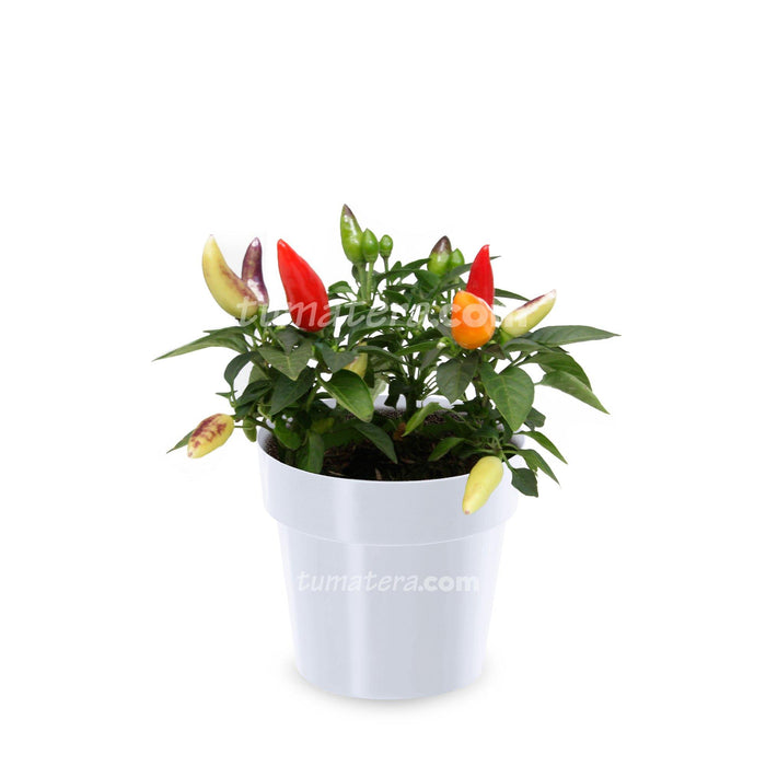 COMBO MATERA IML 12 CM CON AJI - Tumatera.co