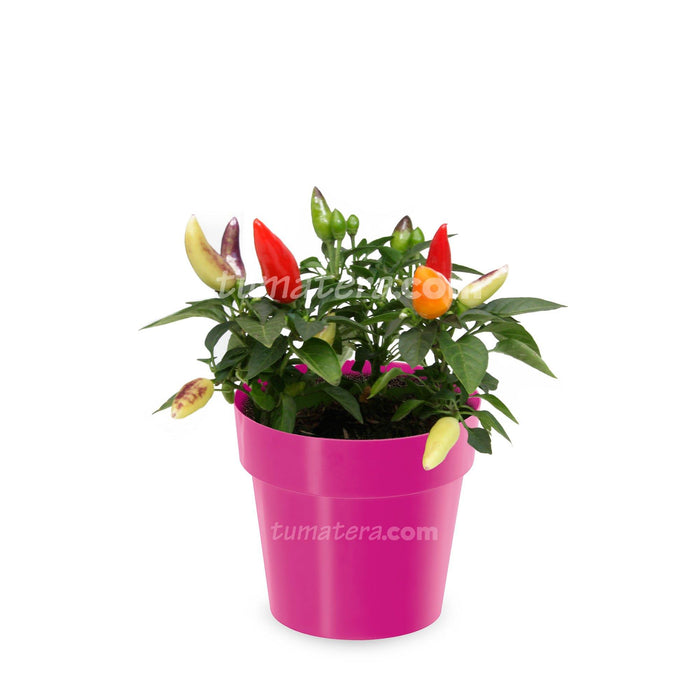 COMBO MATERA IML 12 CM CON AJI - Tumatera.co