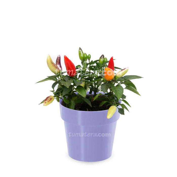 COMBO MATERA IML 12 CM CON AJI - Tumatera.co