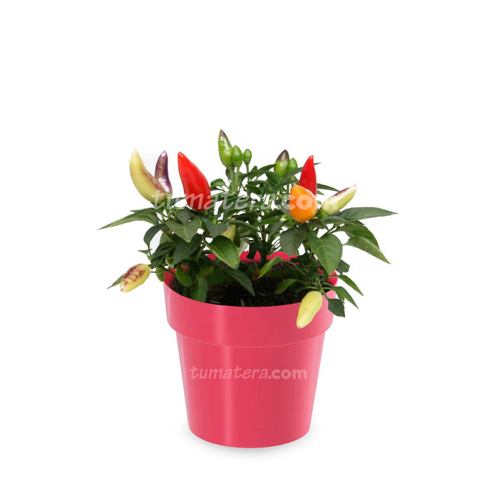 COMBO MATERA IML 12 CM CON AJI - Tumatera.co