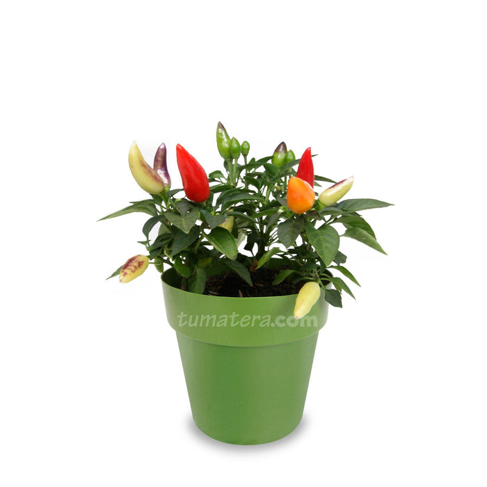 COMBO MATERA IML 12 CM CON AJI - Tumatera.co