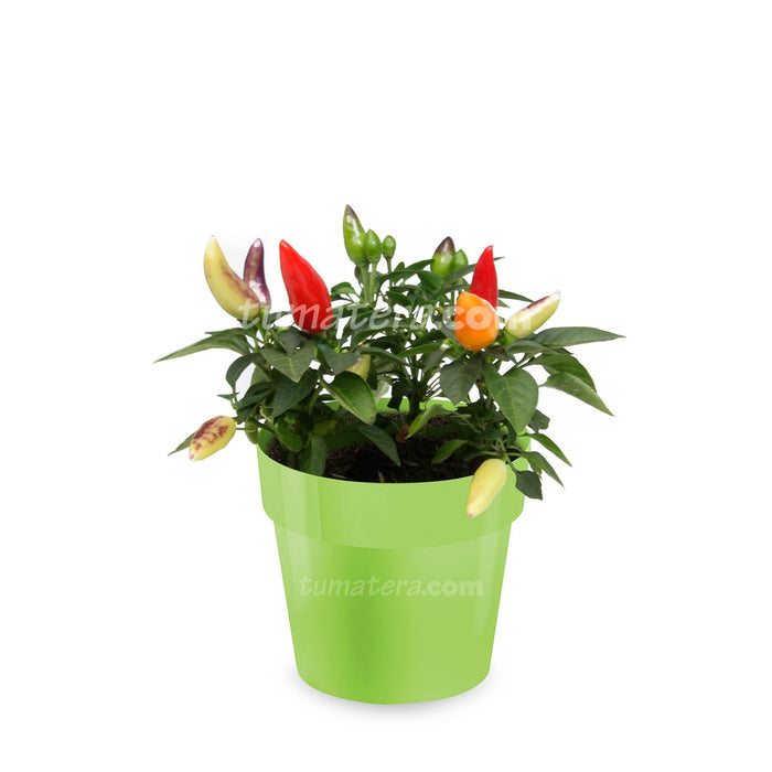 COMBO MATERA IML 12 CM CON AJI - Tumatera.co