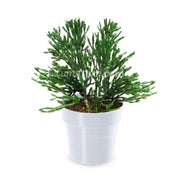 COMBO MATERA IML 12 CM CON ÁRBOL DESNUDO - Tumatera.co