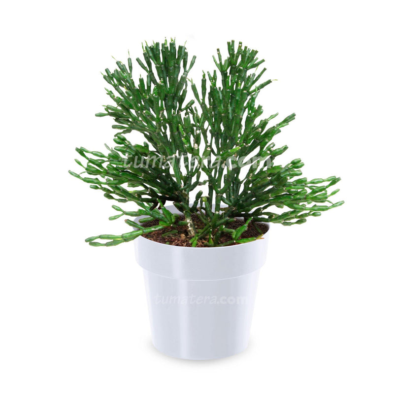 COMBO MATERA IML 12 CM CON ÁRBOL DESNUDO - Tumatera.co