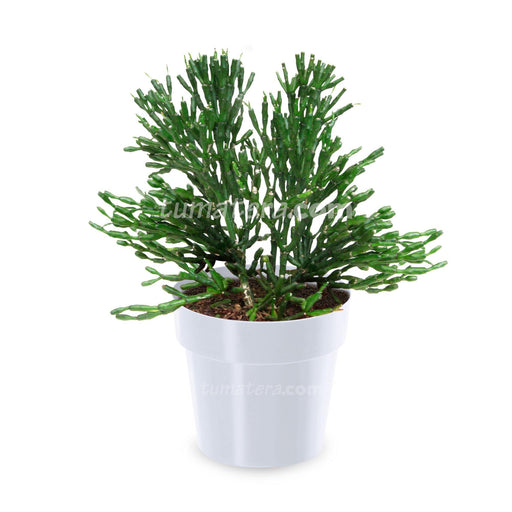 COMBO MATERA IML 12 CM CON ÁRBOL DESNUDO - Tumatera.co