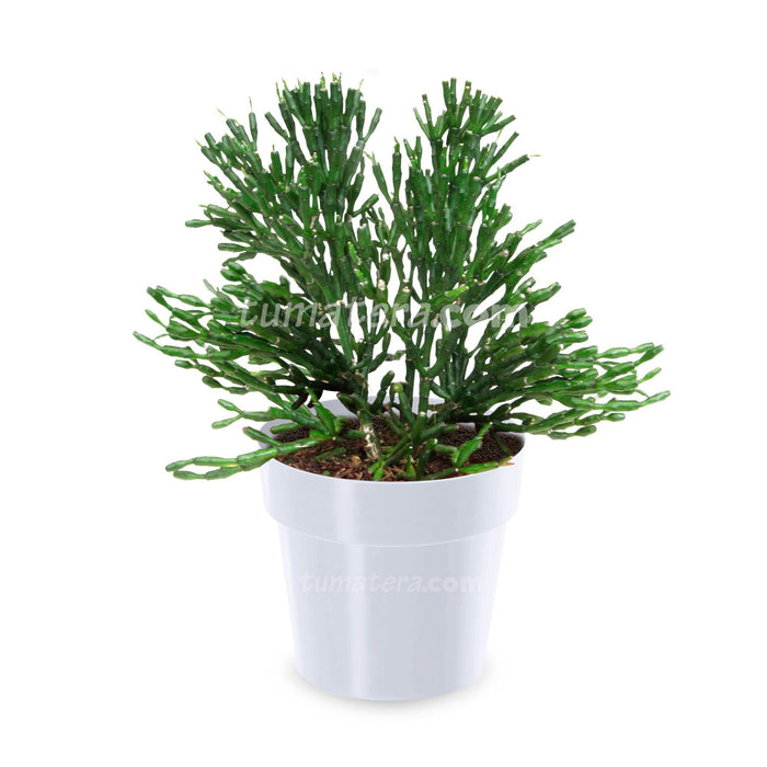 COMBO MATERA IML 12 CM CON ÁRBOL DESNUDO - Tumatera.co