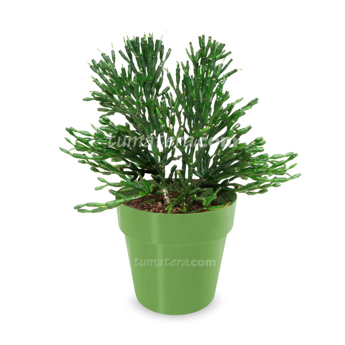 COMBO MATERA IML 12 CM CON ÁRBOL DESNUDO - Tumatera.co